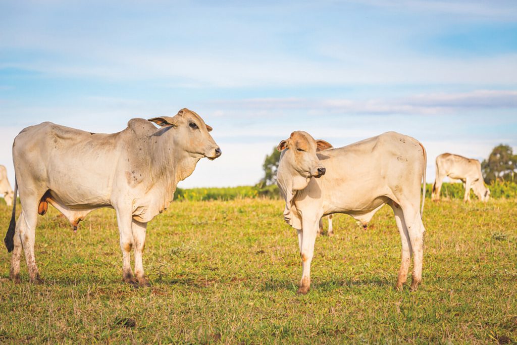 verminose bovina